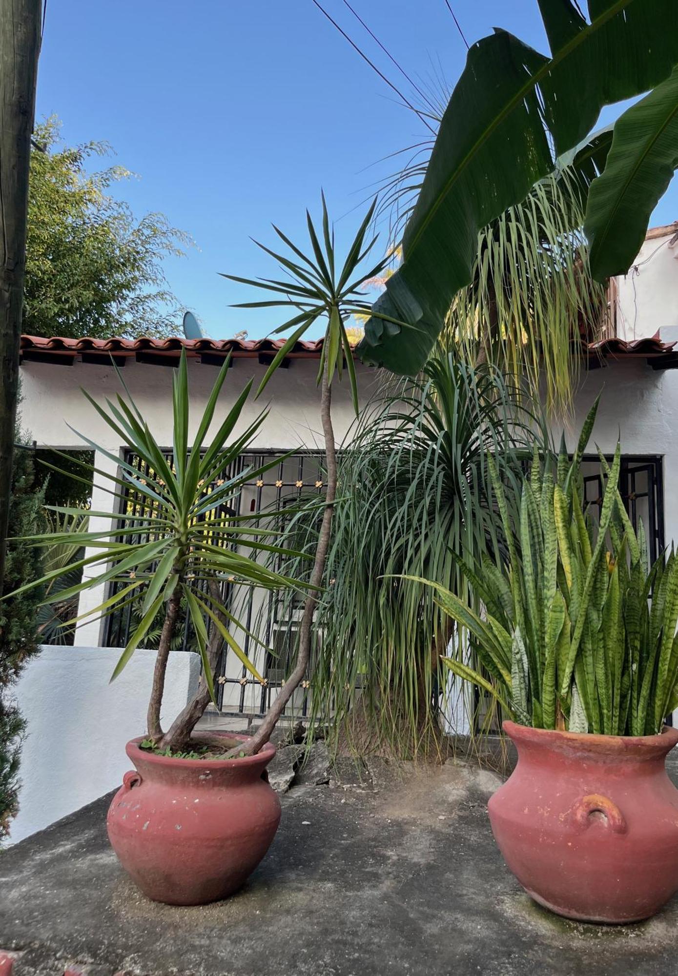 Villa Palmier -Quiet Cosy Air Conditioned Terrace Пуерто Валярта Екстериор снимка